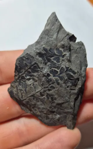 Pianta fossile con foglie, Carbonifero, Germania