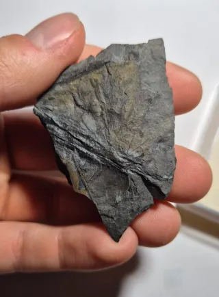 Pianta fossile con foglie, Carbonifero, Germania