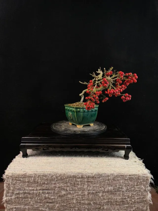 Bonsai Crataegus con frutti rossi