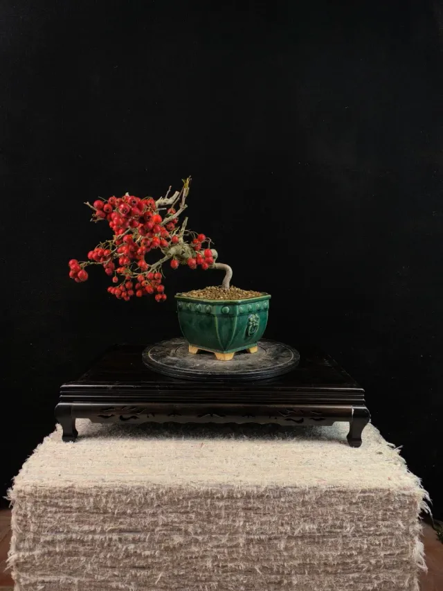Bonsai Crataegus con frutti rossi