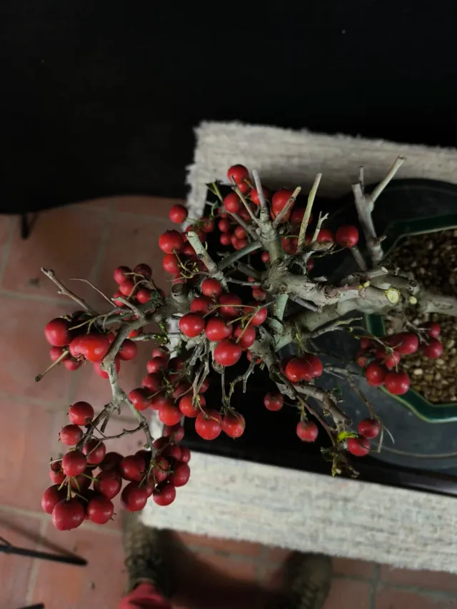Bonsai Crataegus con frutti rossi