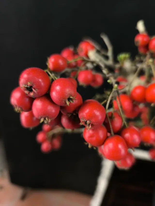Bonsai Crataegus con frutti rossi