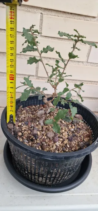 Plantón bonsai Quercus Faginea