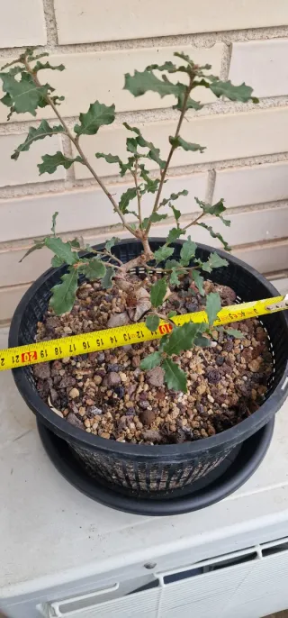 Plantón bonsai Quercus Faginea