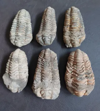 Fósil Trilobites de gran tamaño ref 49 SOLO HOY