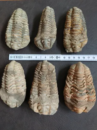 Fósil Trilobites de gran tamaño ref 49 SOLO HOY