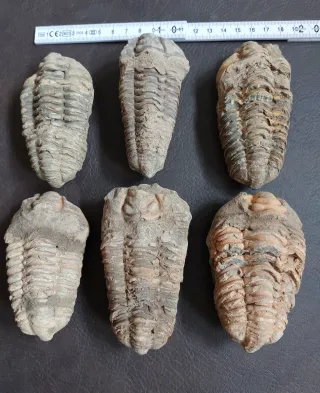 Fósil Trilobites de gran tamaño ref 49 SOLO HOY