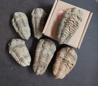 Fósil Trilobites de gran tamaño ref 49 SOLO HOY