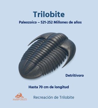 Fósil Trilobites de gran tamaño ref 49 SOLO HOY