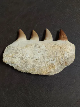 Fósil Mosasaurus ref 50