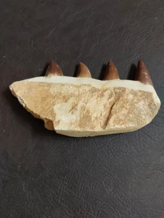 Fósil Mosasaurus ref 50