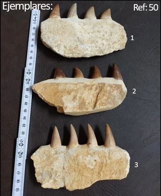 Fósil Mosasaurus ref 50