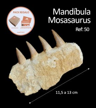 Fósil Mosasaurus ref 50