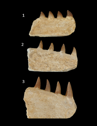 Fósil Mosasaurus ref 50