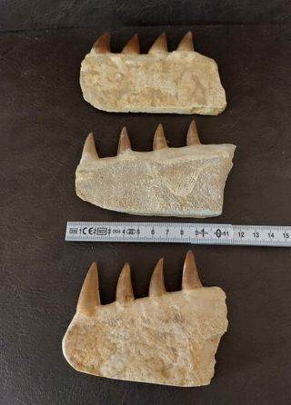 Fósil Mosasaurus ref 50