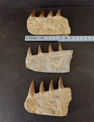 Fósil Mosasaurus ref 50