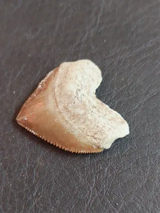 Pareja fósiles Ref. 52