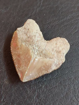 Pareja fósiles Ref. 52