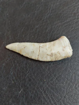 Pareja fósiles Ref. 52