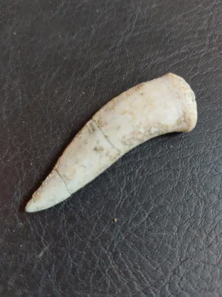 Pareja fósiles Ref. 52