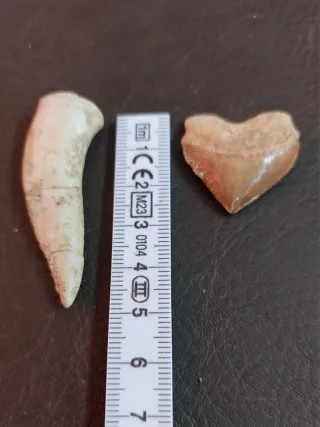 Pareja fósiles Ref. 52