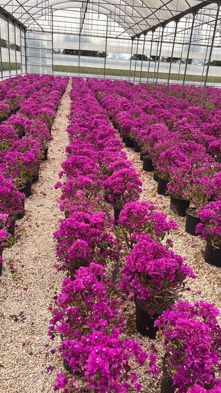 Bougainvillea in vaso
