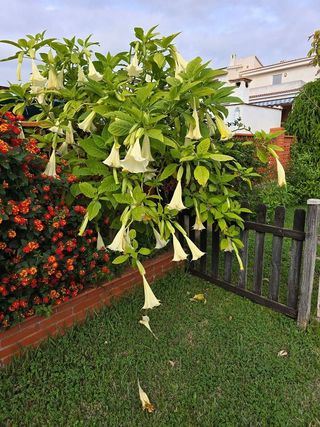 Chalet en venta en Les Boqueres-Zona norte en Almazora/Almassora