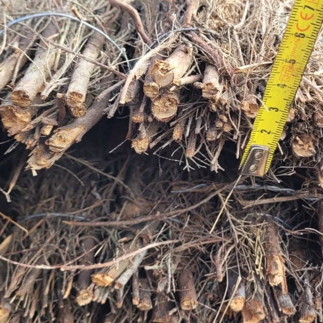 Brezo Natural EXTRA 1m; 1,5; 200 cm x 300 cm