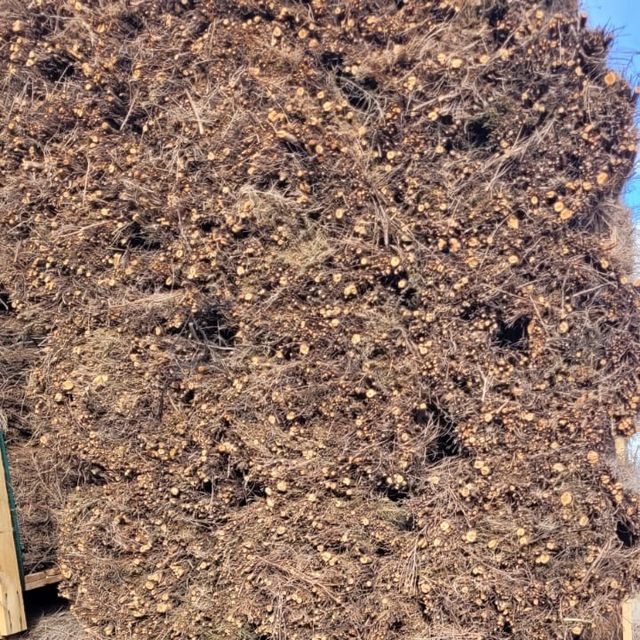 Brezo Natural EXTRA 1m; 1,5; 200 cm x 300 cm