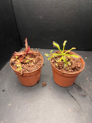 Pacchetto piante carnivore + 1 pianta a sorpresa