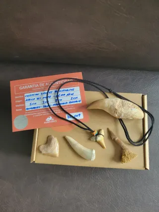 Colección Piezas Prehistóricas Fósiles