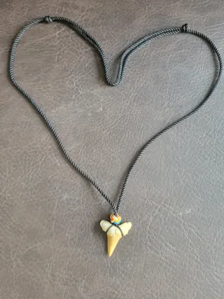 Colección Piezas Prehistóricas Fósiles