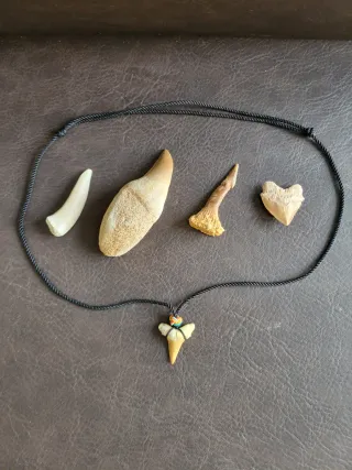 Colección Piezas Prehistóricas Fósiles