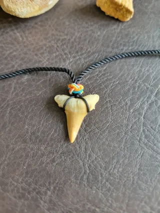 Colección Piezas Prehistóricas Fósiles