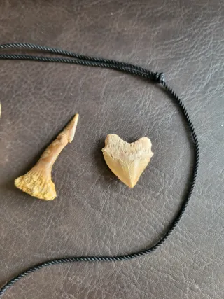 Colección Piezas Prehistóricas Fósiles