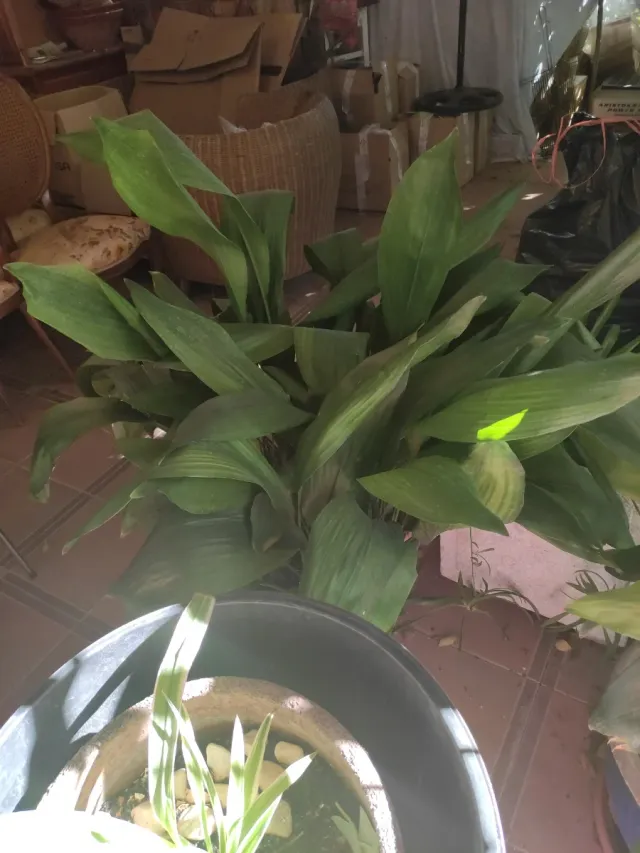 Plantas ornamentales con macetas todas en un lote