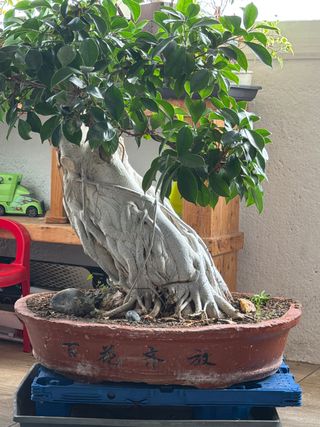 Bonsái Ficus