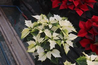 Stella di Natale bianca in vaso