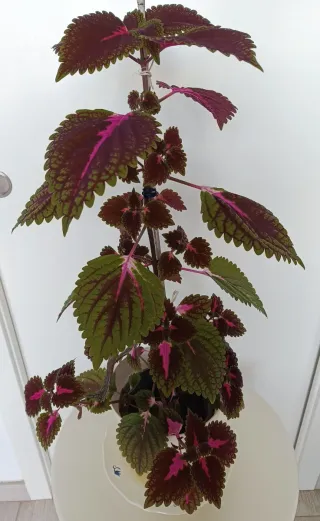 Planta Coleus 100cm preciosa