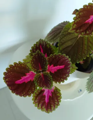 Planta Coleus 100cm preciosa