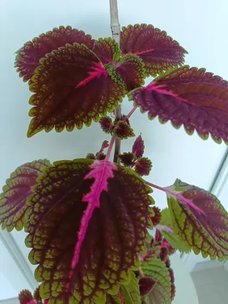 Planta Coleus 100cm preciosa