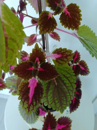 Planta Coleus 100cm preciosa