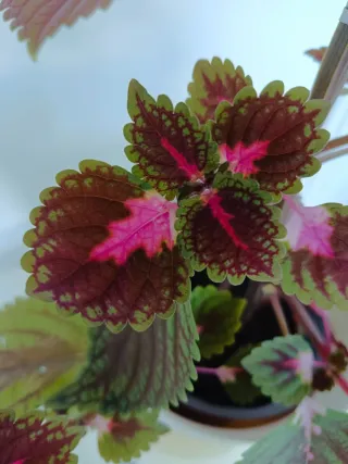 Planta Coleus 100cm preciosa