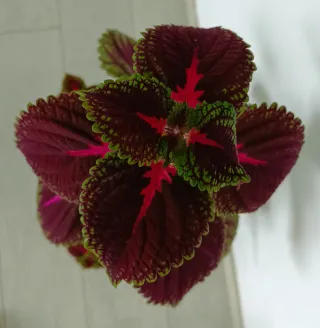 Planta Coleus 100cm preciosa