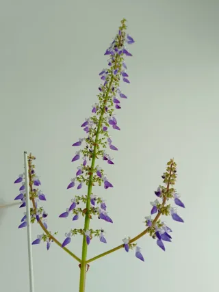 Planta Coleus 100cm preciosa