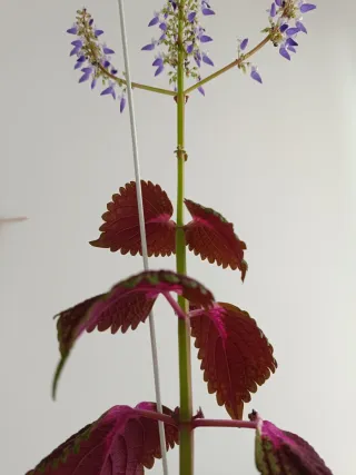 Planta Coleus 100cm preciosa
