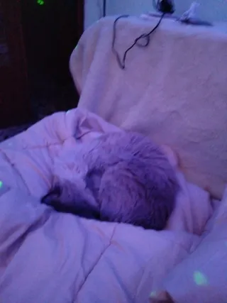 Comparto piso,alquilo 1 habitación,TRANQUILIDAD.