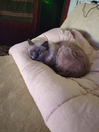 Comparto piso,alquilo 1 habitación,TRANQUILIDAD.