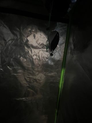 2 Carpa Indoor Cultivo Hidroponía