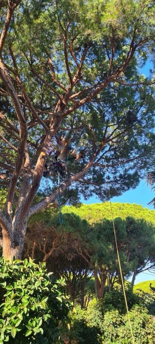 Jardinero Servicios de tala de árboles en altura